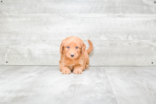 Best Mini Goldendoodle Baby