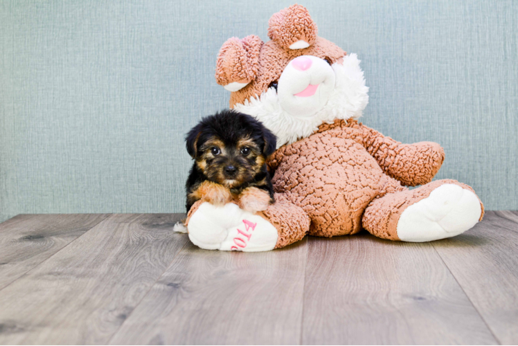 Morkie Pup Being Cute