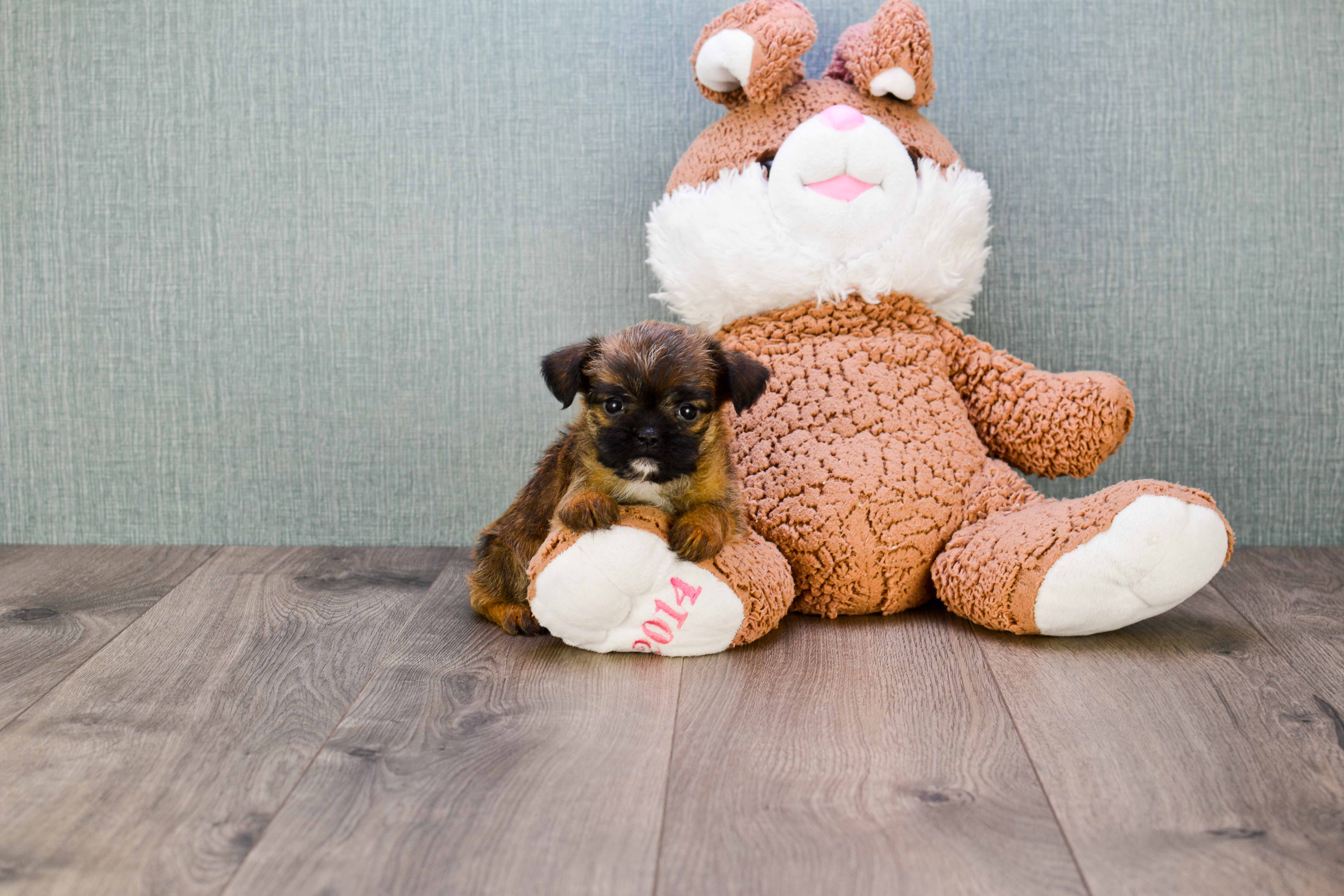 Brussels Griffon Puppy for Adoption