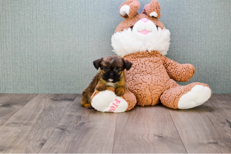 Brussels Griffon Puppy for Adoption