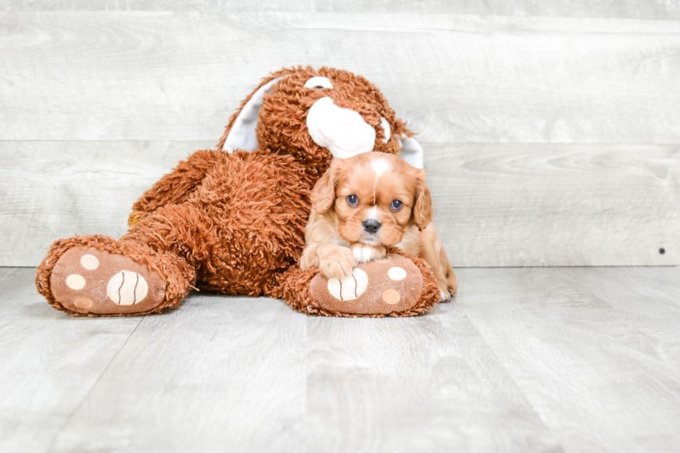 Small Cavalier King Charles Spaniel Purebred Pup