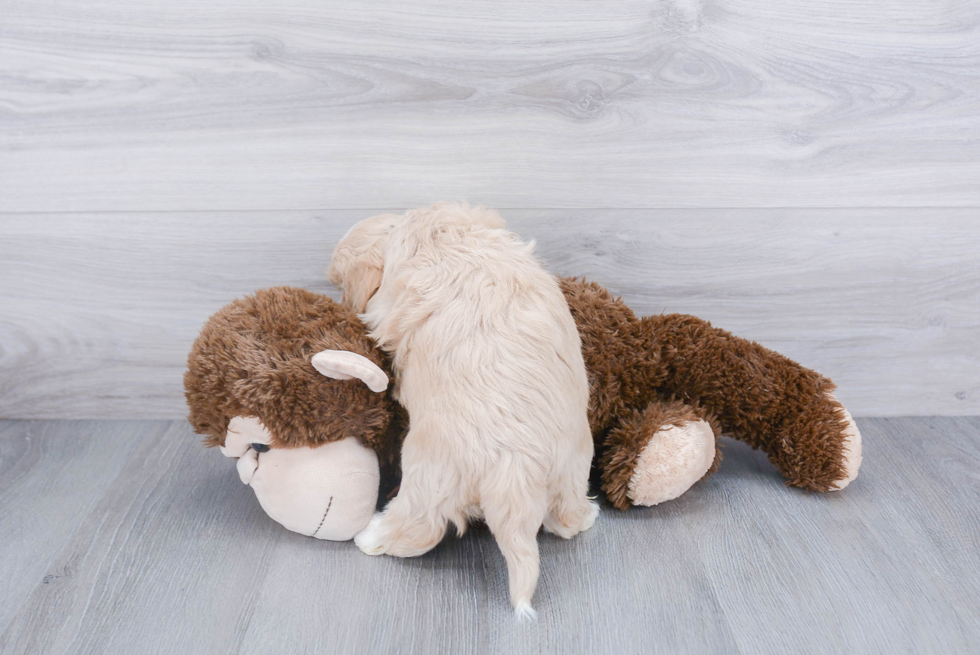 Playful Havanese Baby