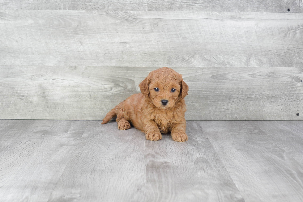 Cavapoo Pup Being Cute