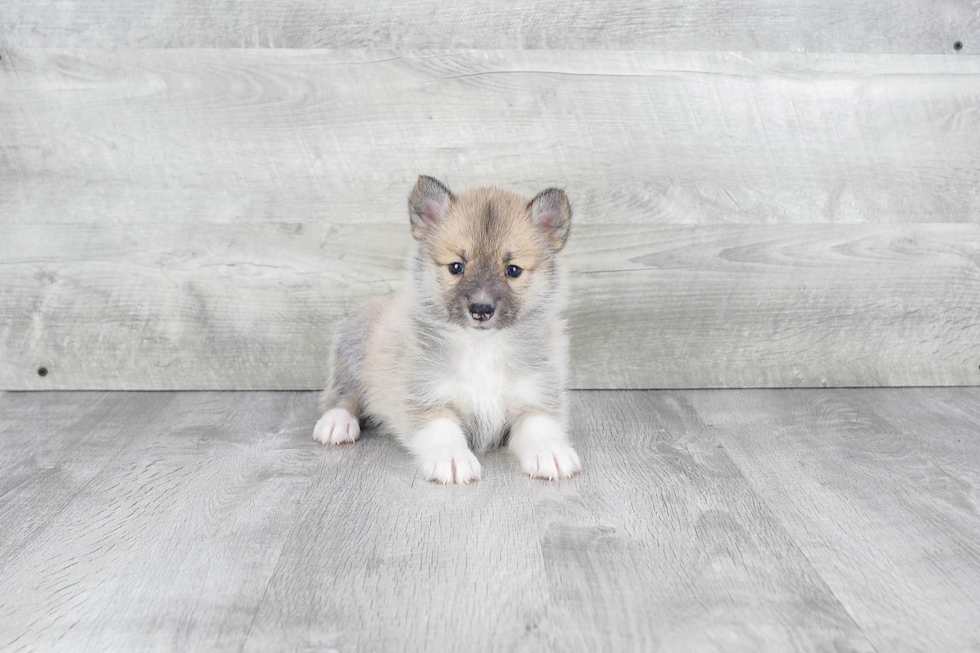 Adorable Mini Husky Designer Puppy