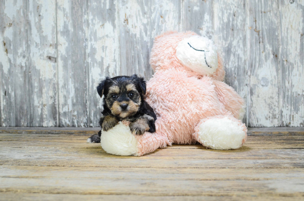 Energetic Yorkie Designer Puppy