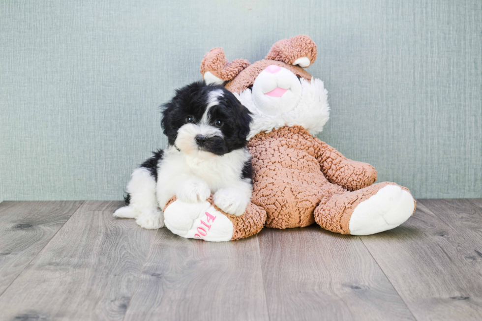 Little Havanese Purebred Pup