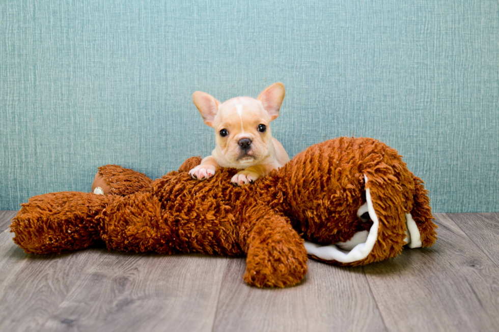 French Bulldog Puppy for Adoption