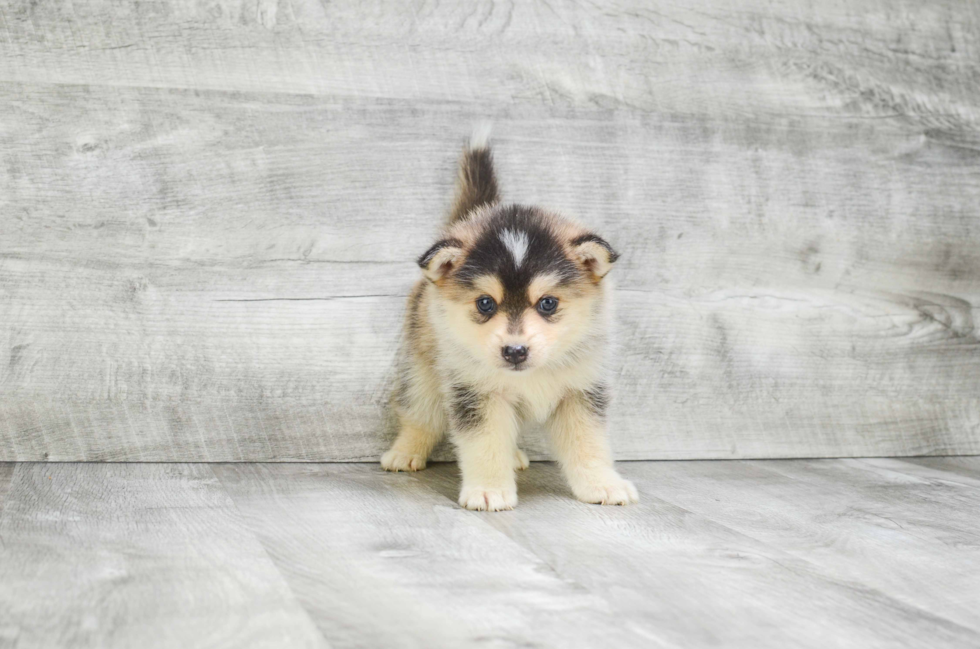 Small Pomsky Baby