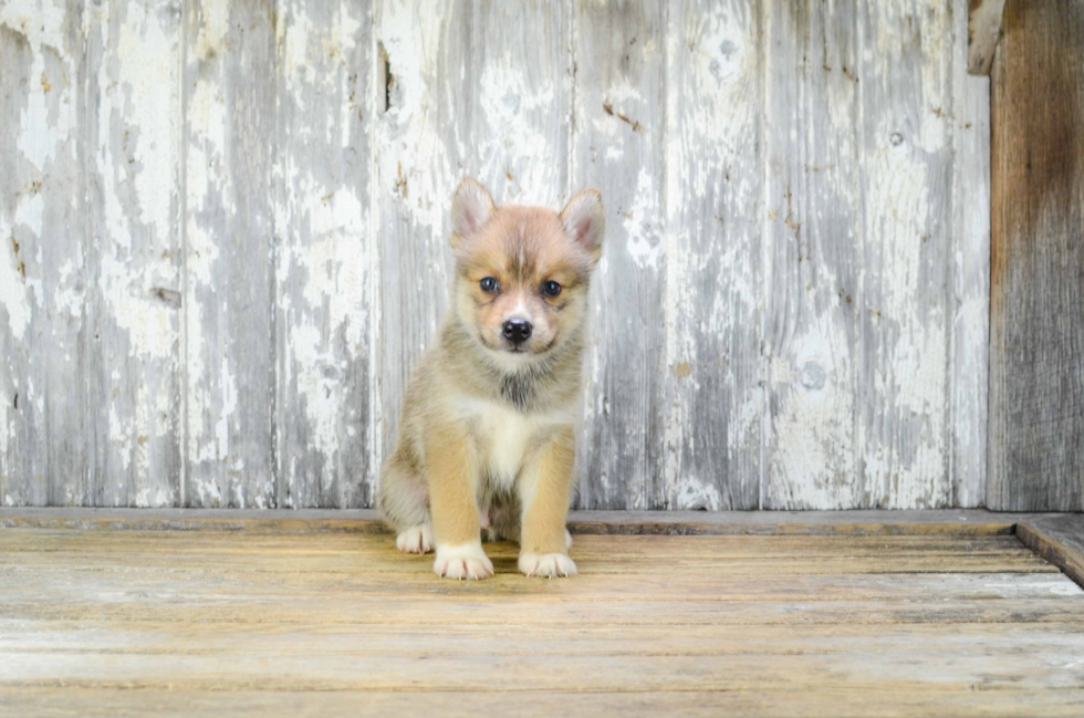 Best Pomsky Baby