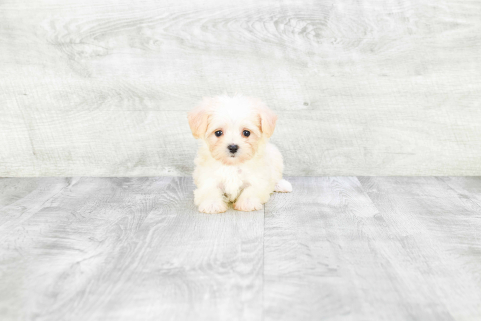 Energetic Maltepoo Poodle Mix Puppy