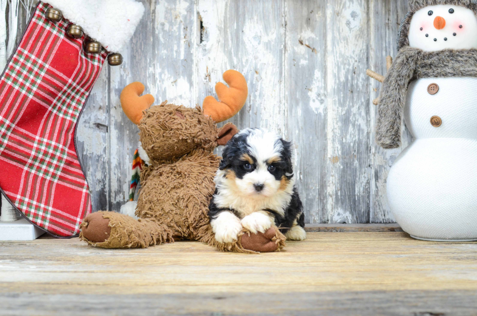 Mini Bernedoodle Puppy for Adoption