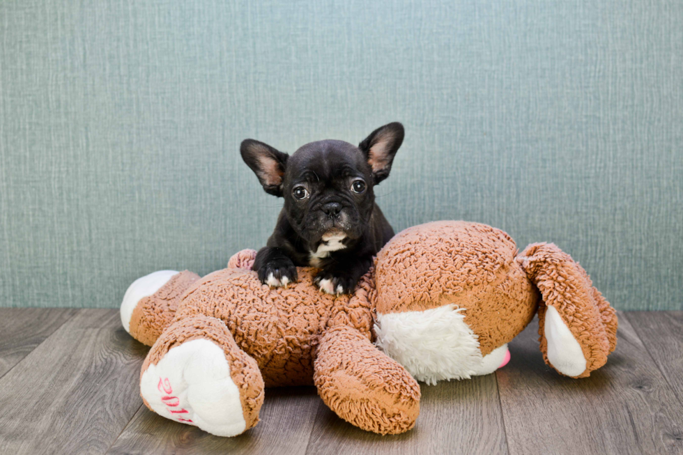 French Bulldog Pup Being Cute