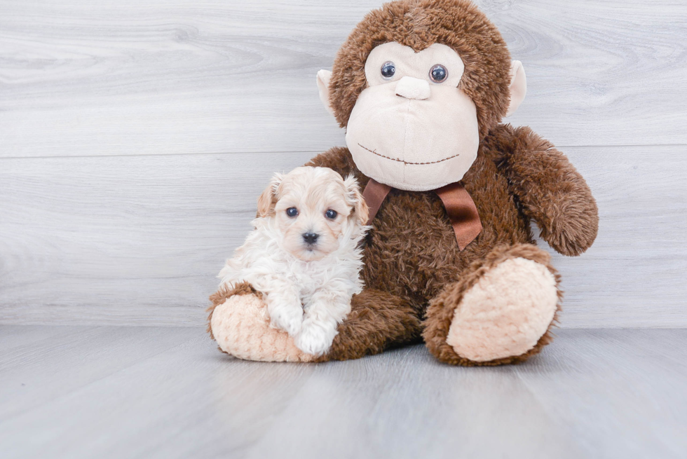 Popular Maltipoo Poodle Mix Pup