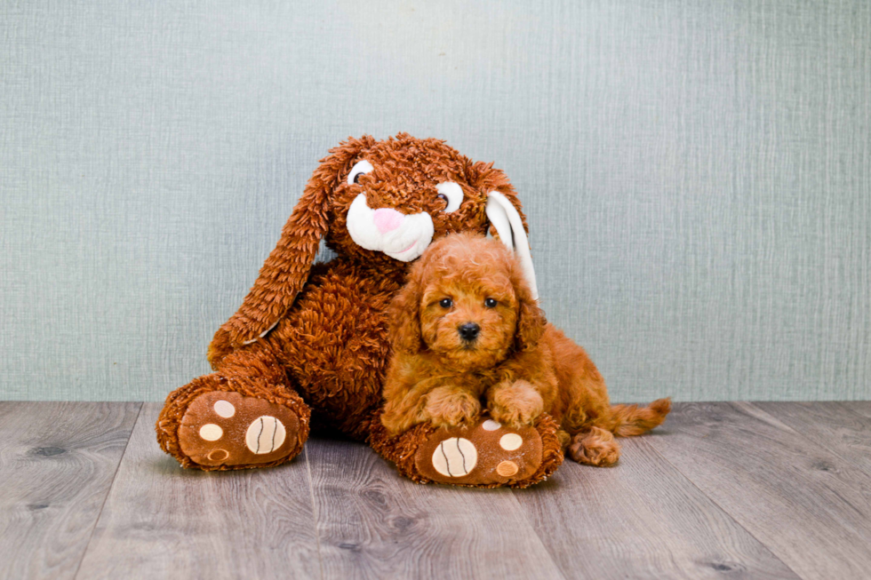 Mini Goldendoodle Pup Being Cute