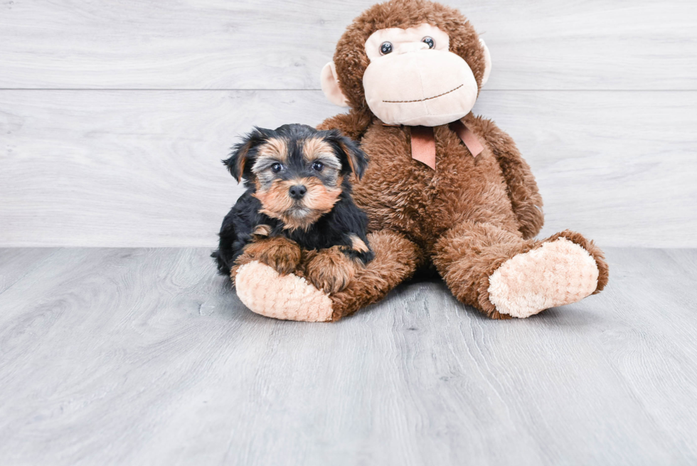 Meet Victoria - our Yorkshire Terrier Puppy Photo 