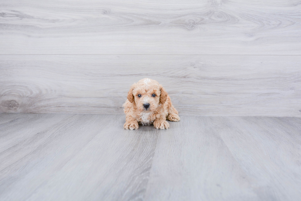 Poodle Puppy for Adoption