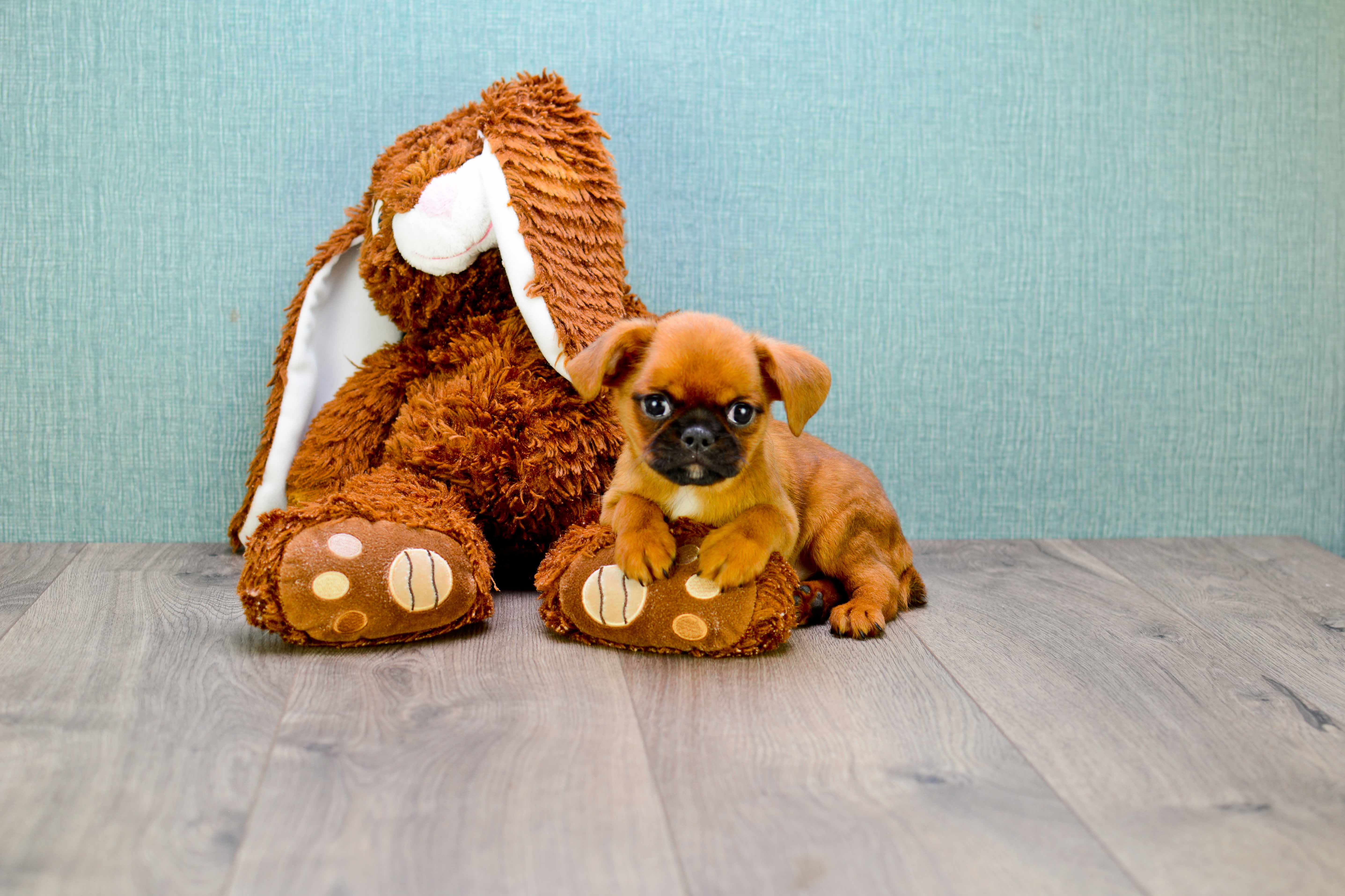 Brussels Griffon Pup Being Cute