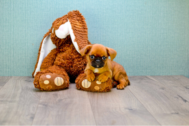 Brussels Griffon Pup Being Cute