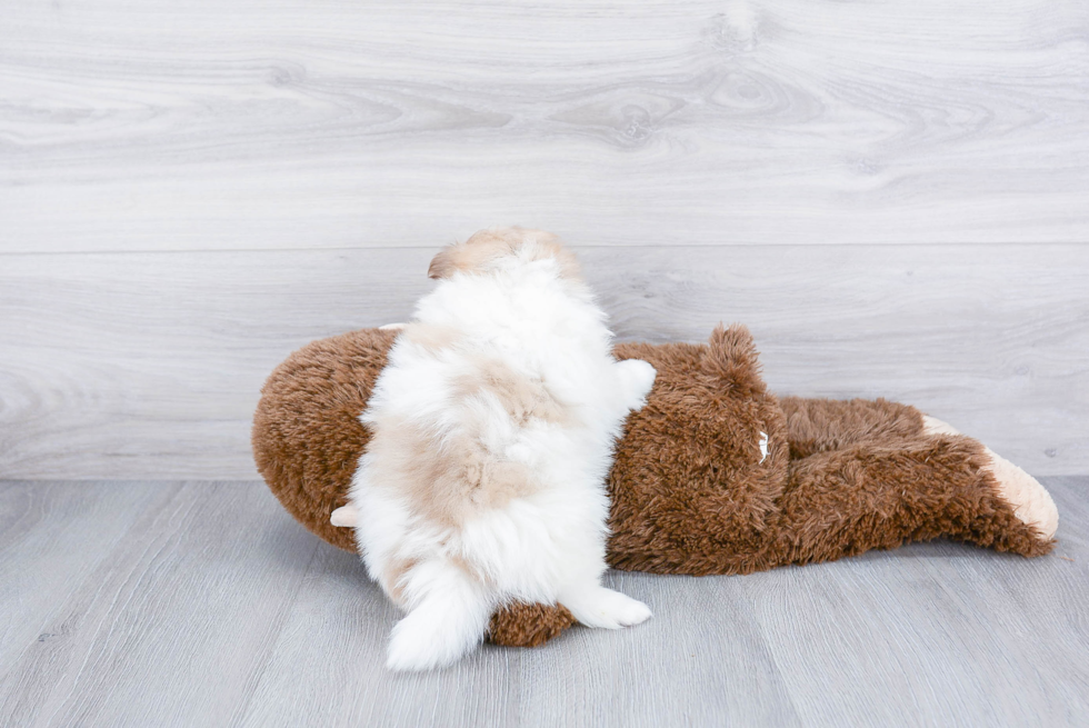 Hypoallergenic Pomeranian Purebred Pup