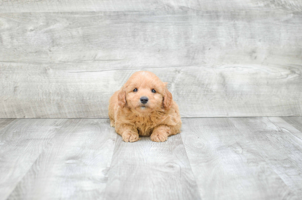 Smart Mini Goldendoodle Poodle Mix Pup