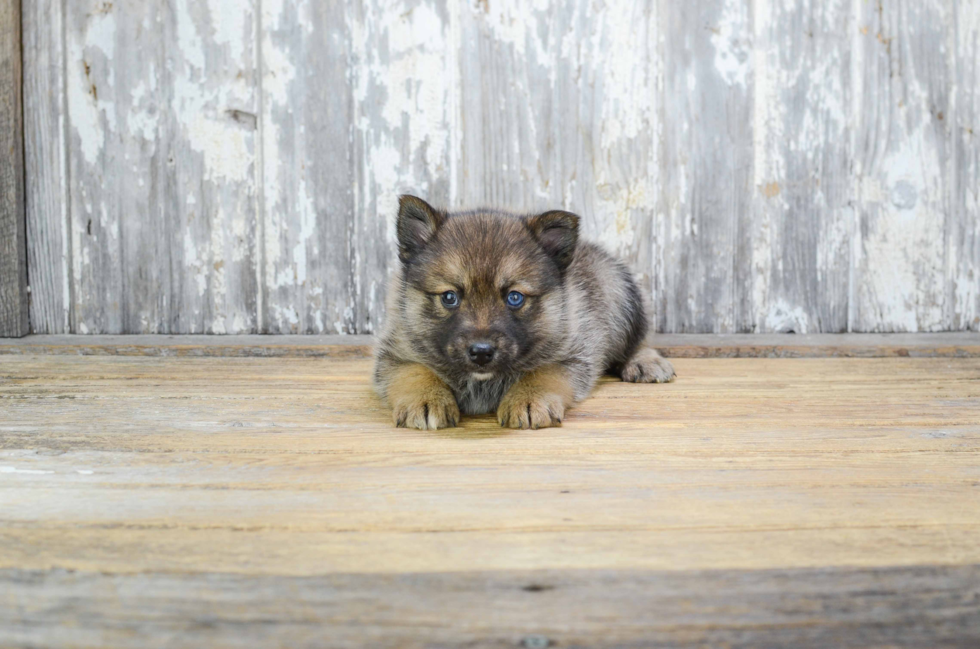 Pomsky Pup Being Cute