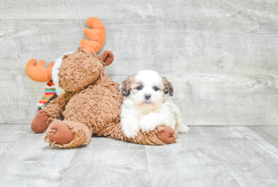 Funny Teddy Bear Designer Pup