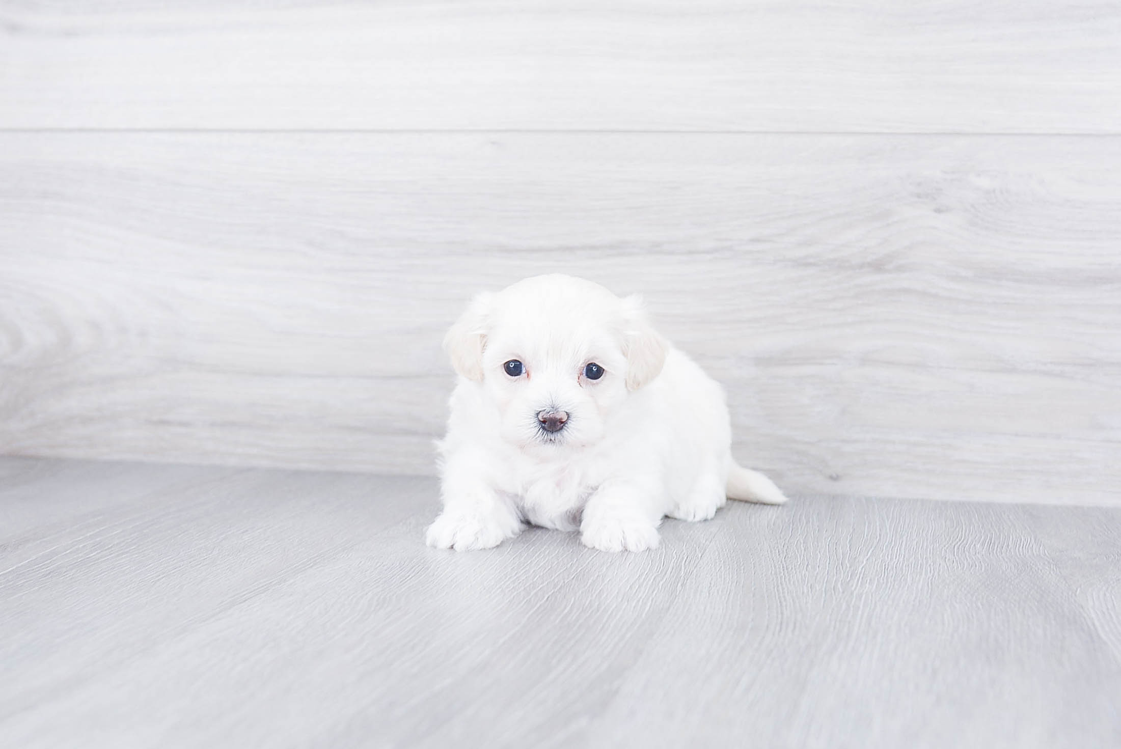 Happy Maltipoo Baby