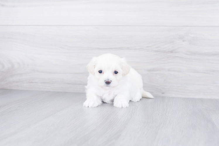 Happy Maltipoo Baby