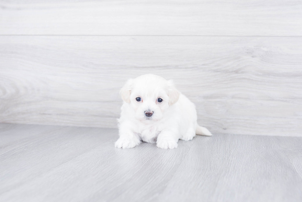 Happy Maltipoo Baby