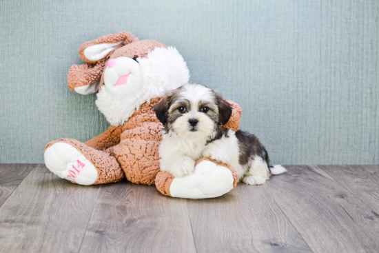 Sweet Teddy Bear Baby