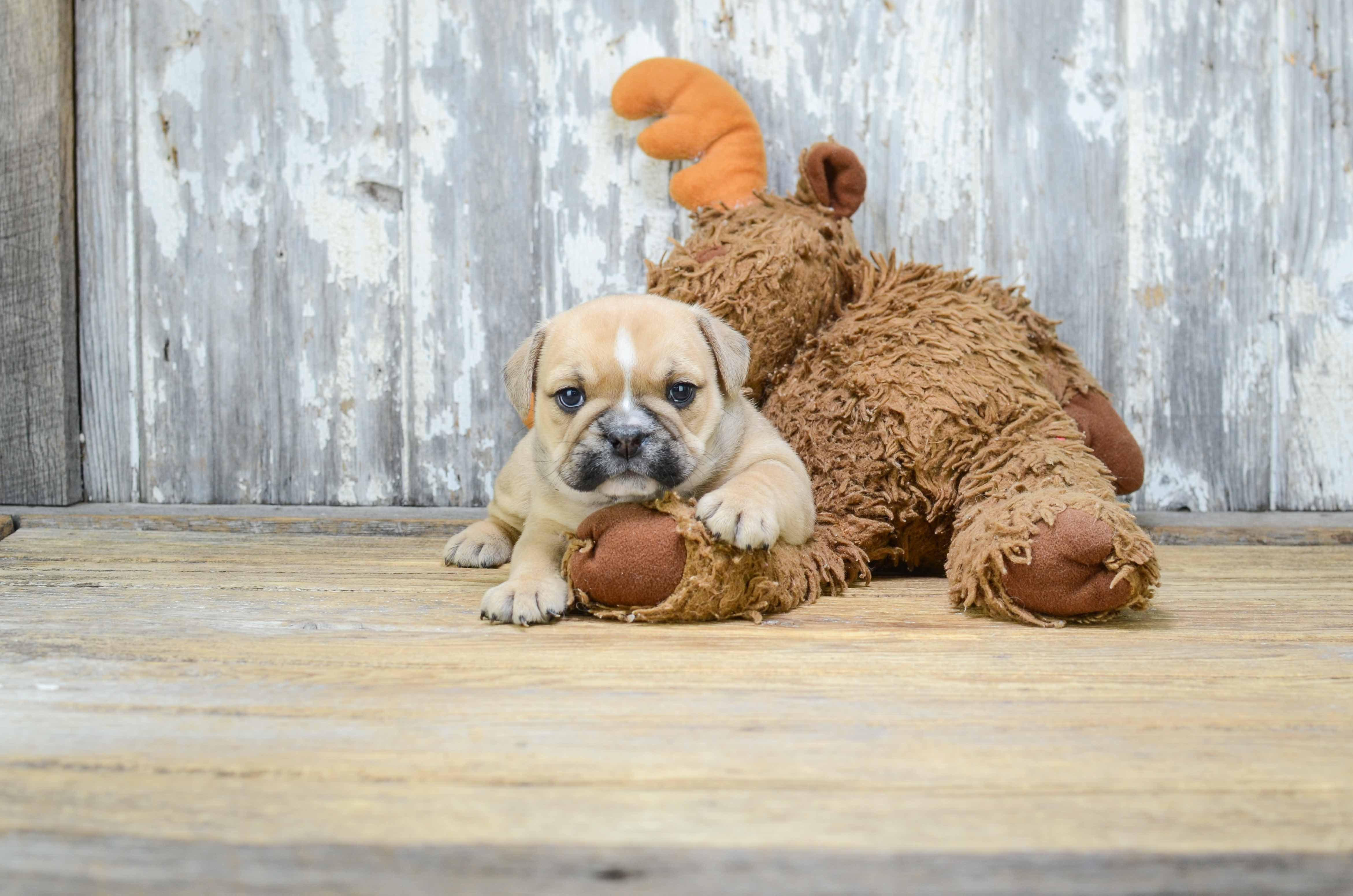Cute English Bulldog Mix Pup