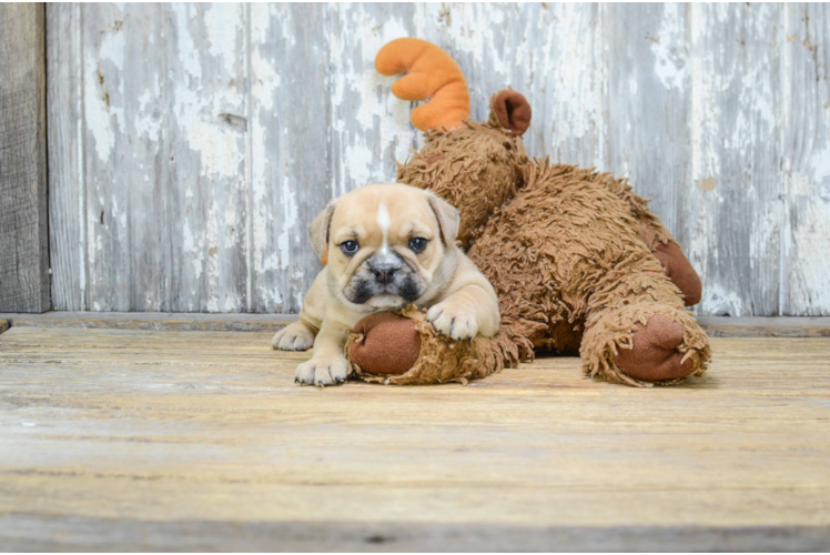 Cute English Bulldog Mix Pup