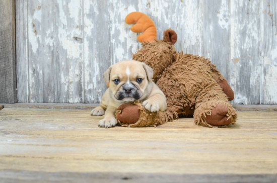 Cute English Bulldog Mix Pup