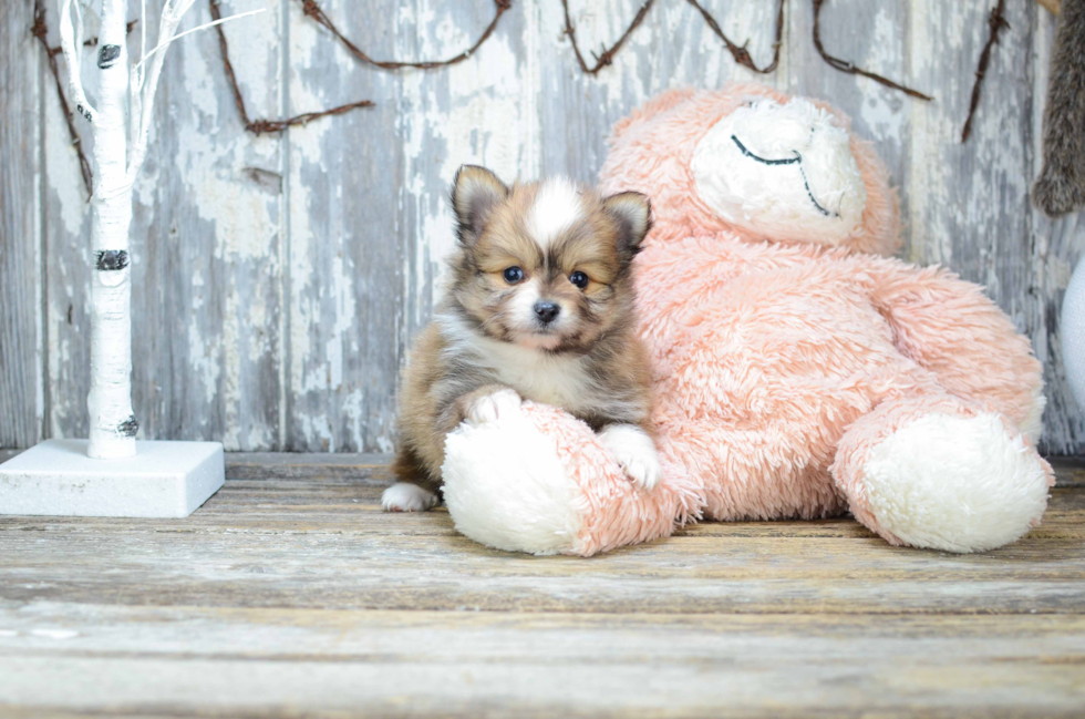 Pomeranian Pup Being Cute