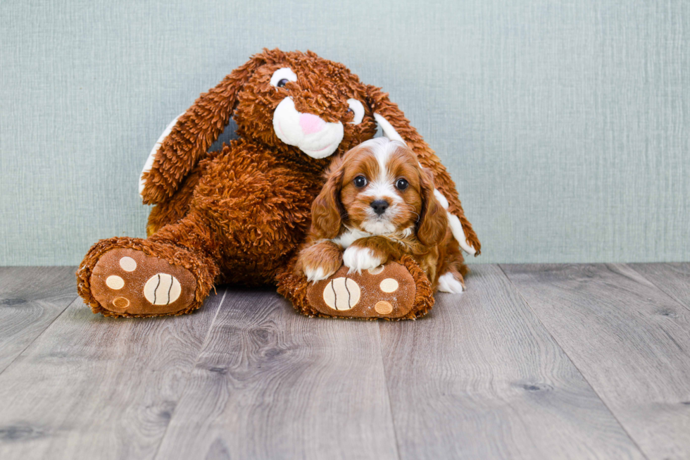 Sweet Cavapoo Baby