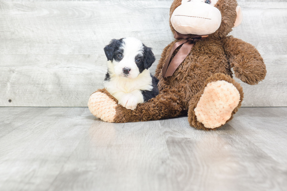 Mini Bernedoodle Pup Being Cute