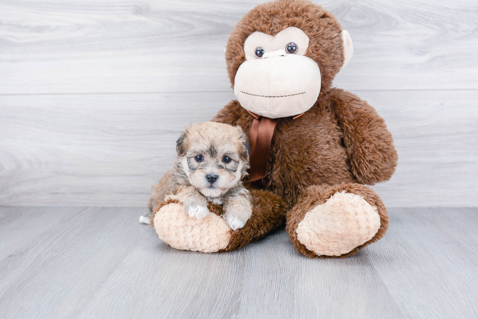 Morkie Puppy for Adoption