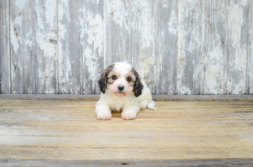 Hypoallergenic Cavalier Designer Puppy