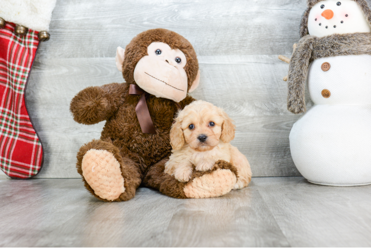 Cavachon Pup Being Cute