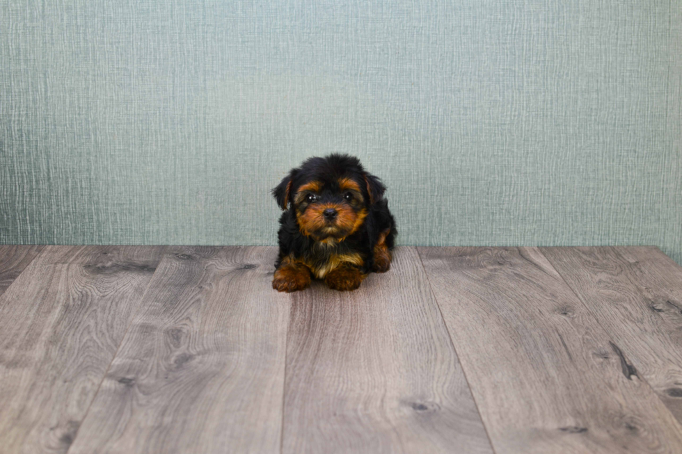 Meet Bella - our Yorkshire Terrier Puppy Photo 