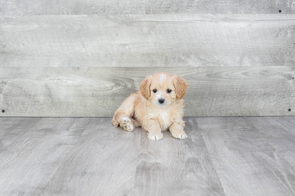 Best Cavapoo Baby