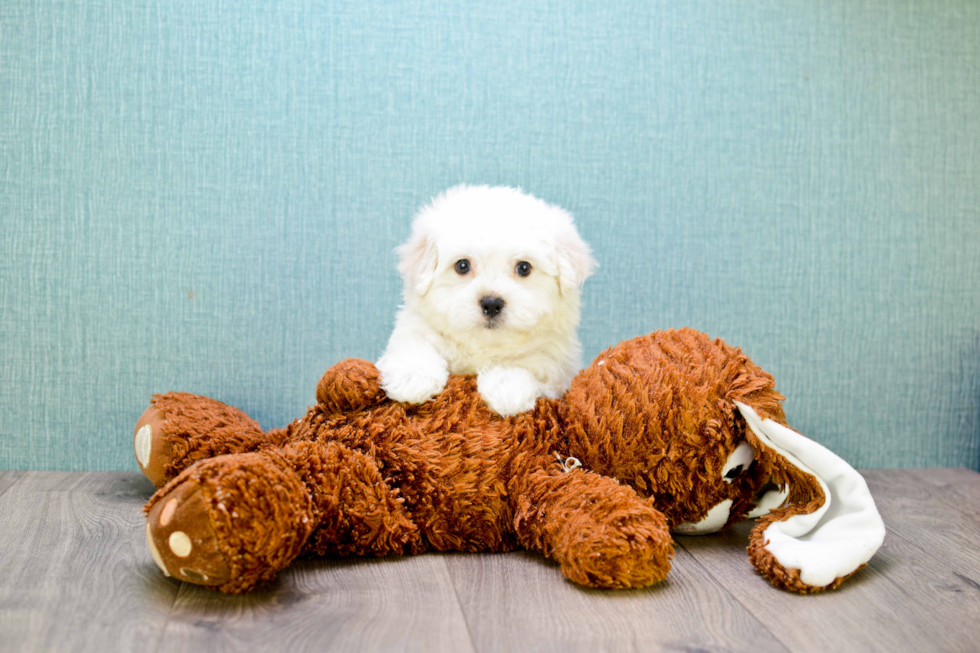 Maltipoo Pup Being Cute