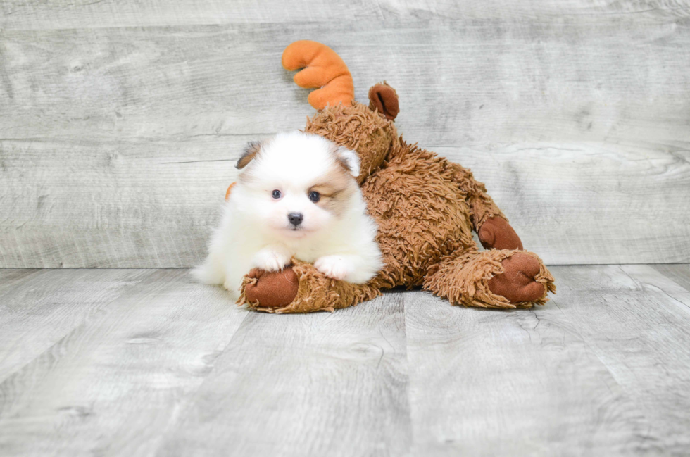 Akc Registered Pomeranian Purebred Pup