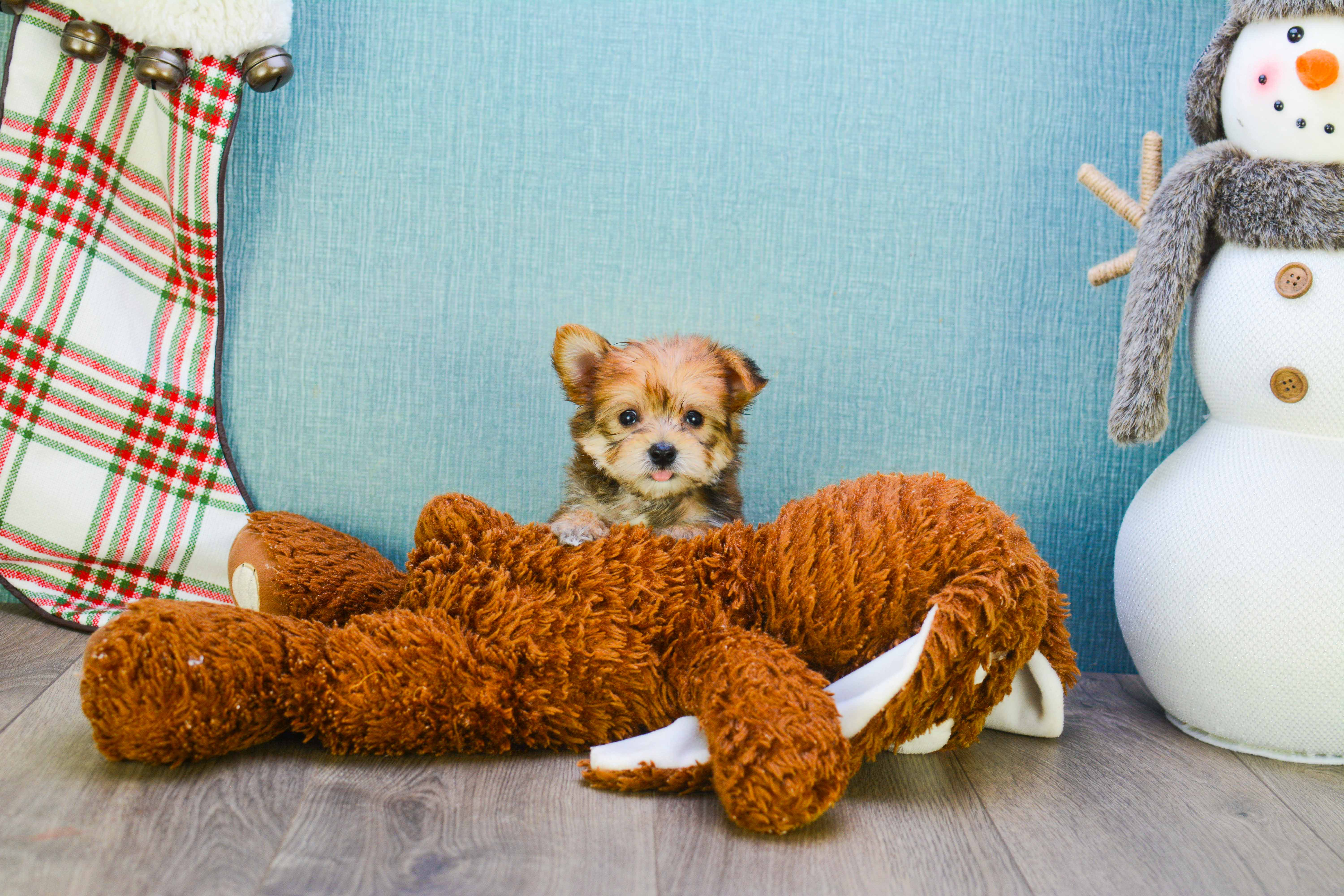Friendly Morkie Baby