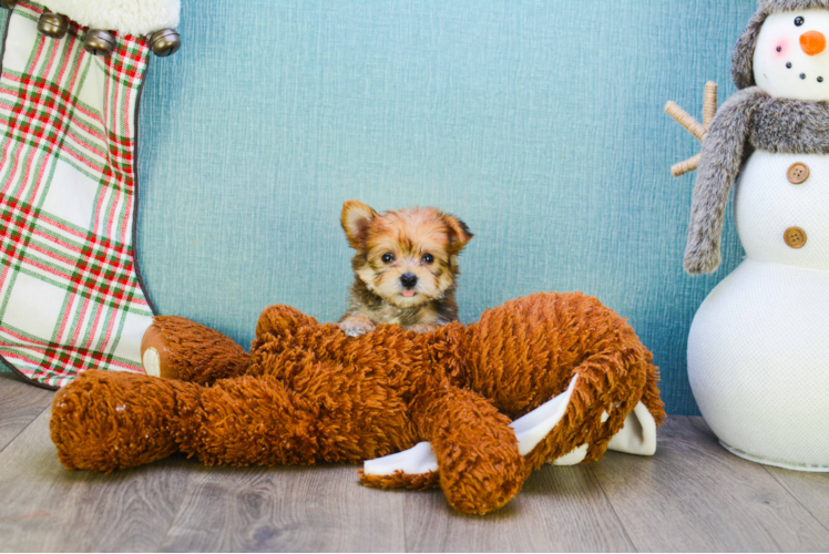 Friendly Morkie Baby