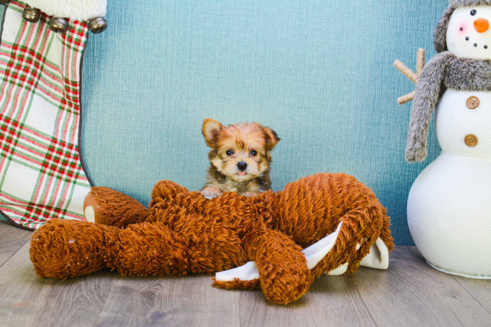 Friendly Morkie Baby