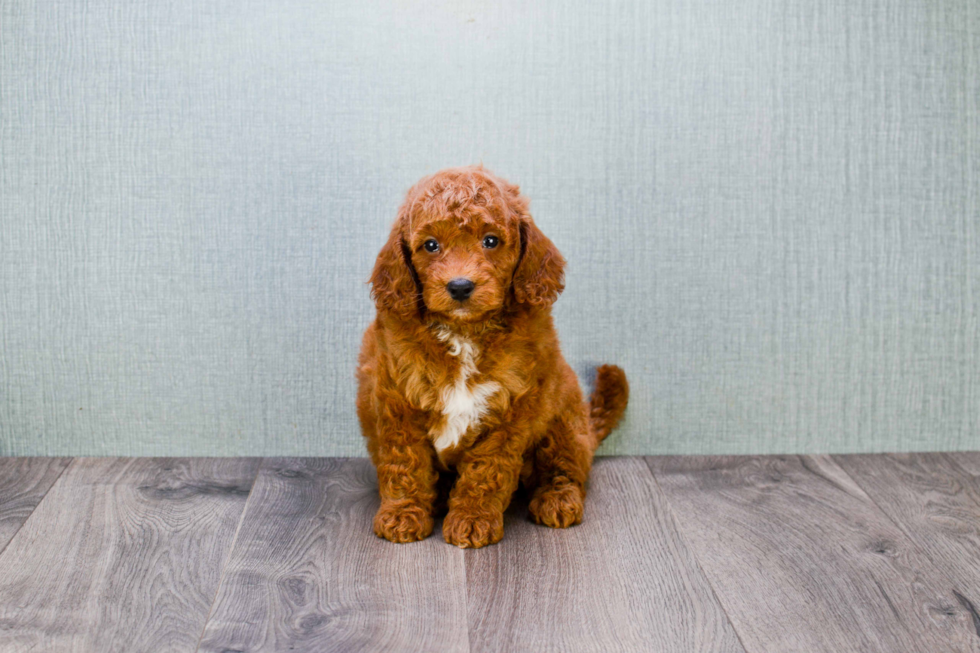 Small Mini Goldendoodle Baby