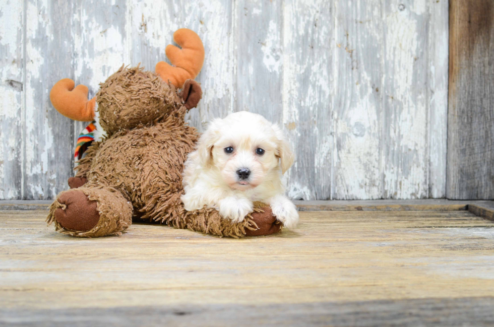 Petite Maltipoo Poodle Mix Pup