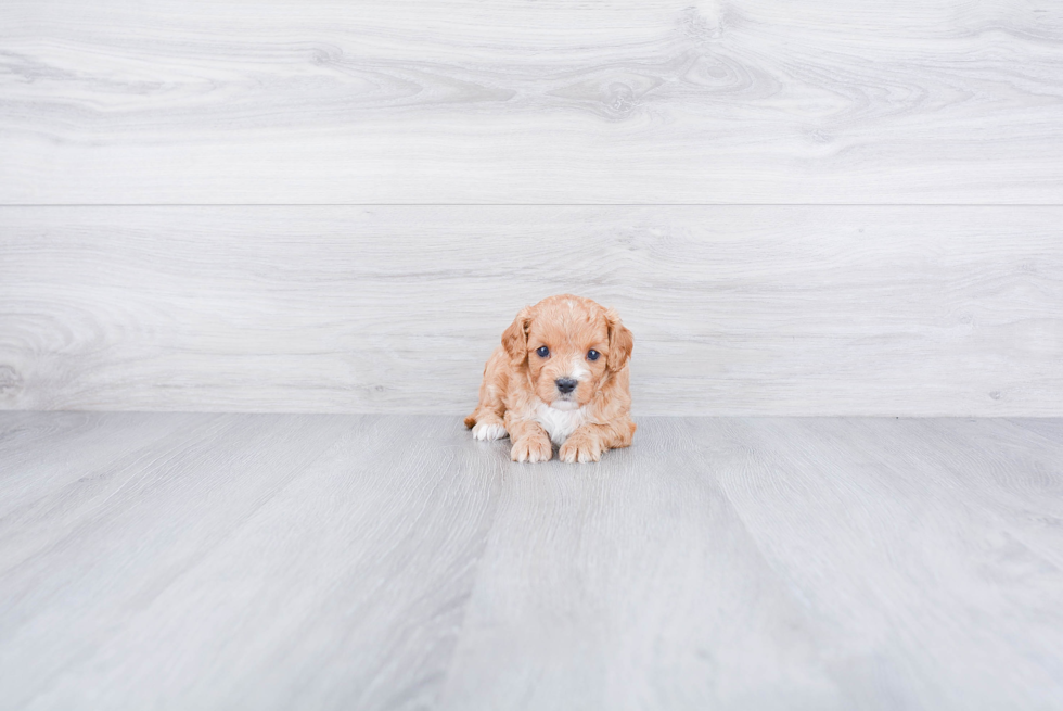 Cavapoo Pup Being Cute