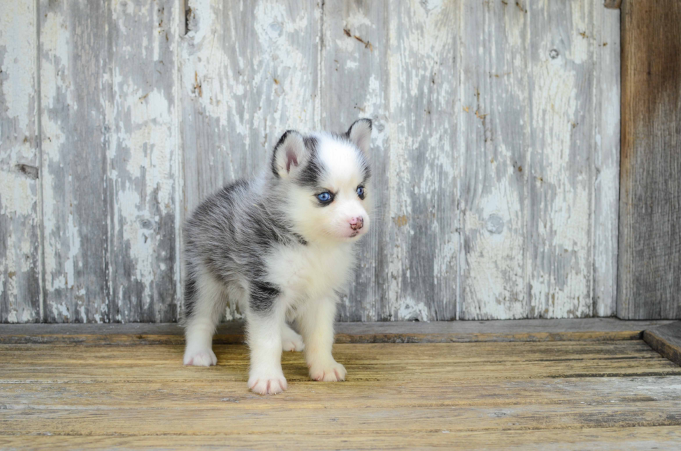 Adorable Mini Husky Designer Puppy